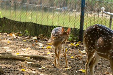 Korunan bir vahşi yaşam parkında doğal bir yaşam alanında vahşi bir geyik. Yumuşak gün ışığıyla huzurlu bir ortamda yakalandılar..
