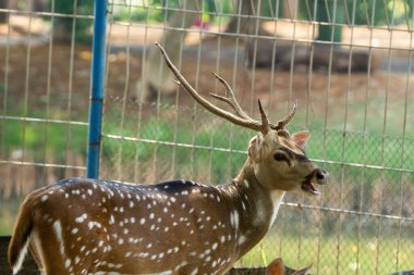 Vahşi yaşam parkında çitin yanında duran boynuzlu bir erkek geyiğin detaylı bir fotoğrafı. Doğal gün ışığında yakalandılar..