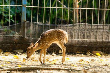 Beyaz benekli genç bir geyik doğa ve hayvan koruma alanının güzelliğini sembolize eden doğal bir vahşi yaşam parkını keşfediyor..