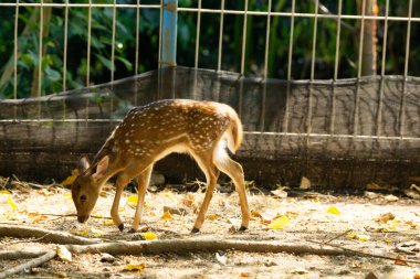 Korunan bir vahşi yaşam parkında doğal bir yaşam alanında vahşi bir geyik. Yumuşak gün ışığıyla huzurlu bir ortamda yakalandılar..