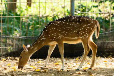 Beyaz benekli genç bir geyik doğa ve hayvan koruma alanının güzelliğini sembolize eden doğal bir vahşi yaşam parkını keşfediyor..