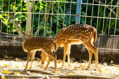 Korunan bir vahşi yaşam parkında doğal bir yaşam alanında vahşi bir geyik. Yumuşak gün ışığıyla huzurlu bir ortamda yakalandılar..