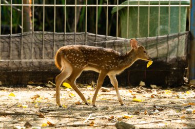 Beyaz benekli genç bir geyik doğa ve hayvan koruma alanının güzelliğini sembolize eden doğal bir vahşi yaşam parkını keşfediyor..