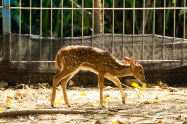 Vahşi yaşam parkının çitlerinin yanında kürkünü ve doğal güzelliğini sergileyen vahşi bir geyiğin detaylı bir yakın çekimi..
