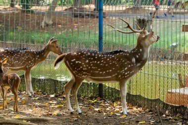 Bir grup vahşi geyik, koruma altındaki bir yaban hayatı sığınağında otlayıp doğanın güzelliğini ve koruma çabalarını sergiliyor..