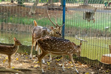 Bir grup vahşi geyik, koruma altındaki bir yaban hayatı sığınağında otlayıp doğanın güzelliğini ve koruma çabalarını sergiliyor..