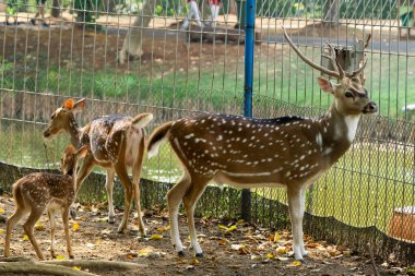 Bir grup vahşi geyik, koruma altındaki bir yaban hayatı sığınağında otlayıp doğanın güzelliğini ve koruma çabalarını sergiliyor..