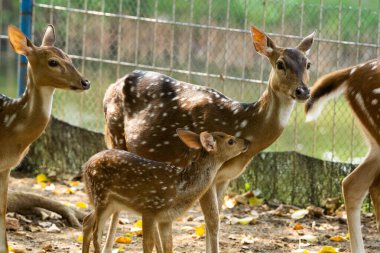 Vahşi yaşam parkının çitlerinin yanında kürkünü, boynuzlarını ve doğal güzelliğini sergileyen vahşi bir geyiğin detaylı bir yakın çekimi..