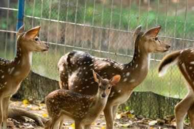 Bir grup benekli geyik, aralarında yavru geyik de var. Etrafı çitlerle çevrili bir doğal yaşam parkında duruyorlar..