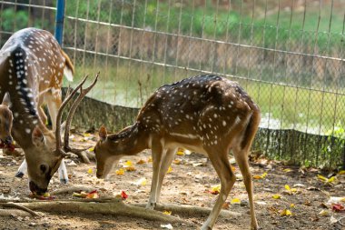 Çitlerle çevrili bir vahşi yaşam parkında kuru çimlerde otlayan geyikler görülmüş. Sıcak gün ışığında yakalanan doğal yaşam alanı.