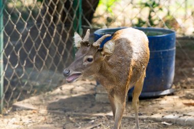 Vahşi yaşam parkının çitlerinin yanında kürkünü, boynuzlarını ve doğal güzelliğini sergileyen vahşi bir geyiğin detaylı bir yakın çekimi..