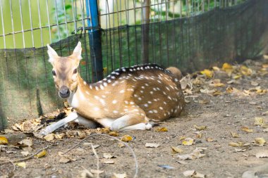 A wild deer in a natural habitat within a protected wildlife park. Captured in a peaceful environment with soft daylight. clipart