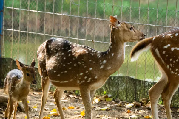 Bir grup benekli geyik, aralarında yavru geyik de var. Etrafı çitlerle çevrili bir doğal yaşam parkında duruyorlar..