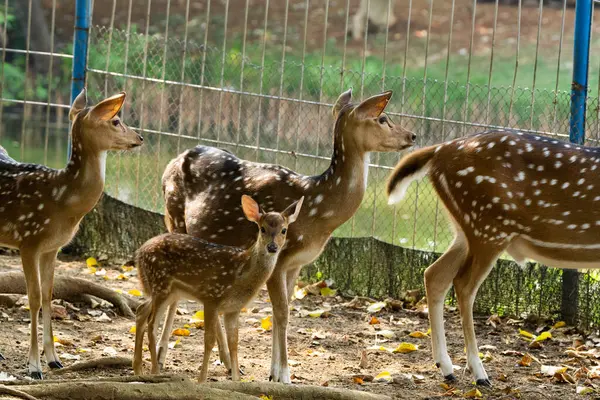 Bir grup vahşi geyik, koruma altındaki bir yaban hayatı sığınağında otlayıp doğanın güzelliğini ve koruma çabalarını sergiliyor..