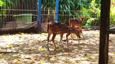 Korunan bir vahşi yaşam parkında doğal bir yaşam alanında vahşi bir geyik. Yumuşak gün ışığıyla huzurlu bir ortamda yakalandılar..