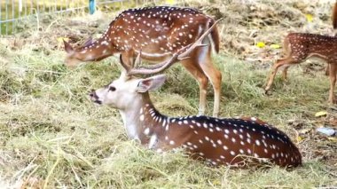 Vahşi yaşam parkında çitin yanında duran boynuzlu bir erkek geyiğin detaylı bir fotoğrafı. Doğal gün ışığında yakalandılar..