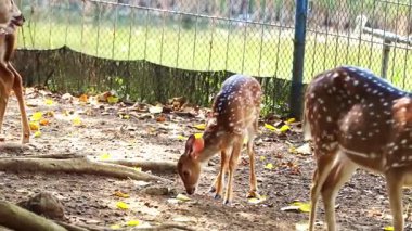Beyaz benekli genç bir geyik doğa ve hayvan koruma alanının güzelliğini sembolize eden doğal bir vahşi yaşam parkını keşfediyor..