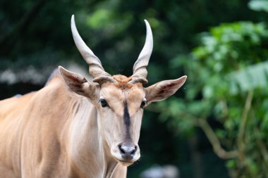 Kameraya bakan sarmal boynuzları ve bronz kürkü olan bir Eland antilobunun yakın çekimi..
