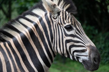 İkonik siyah ve beyaz çizgili desenini gösteren bir zebranın yakın çekim görüntüsü..