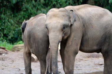 İki Asya fili yeşillikle kaplı doğal bir hayvanat bahçesinde birbirlerine yakın duruyorlar..