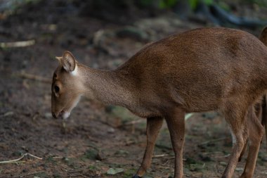 Bir grup genç geyik bir doğa parkının içinde taze yeşil bitkilerle otluyor..