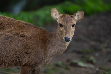 Meraklı genç bir geyik çimlerin üzerinde dinleniyor ve doğrudan kameraya bakıyor..