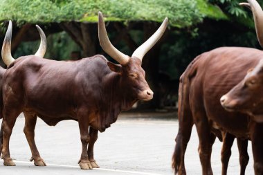 Görkemli bir Ankole Watusi ineği. Hayvanat bahçesinde kaldırımda kocaman boynuzları var..