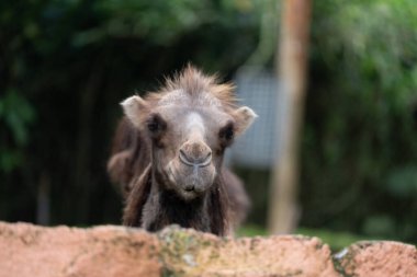 İki hörgüçlü ve kalın kürkü sakince duran Bactrian devesinin yakın çekimi..