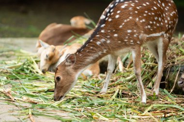 Meraklı genç bir geyik çimlerin üzerinde dinleniyor ve doğrudan kameraya bakıyor..
