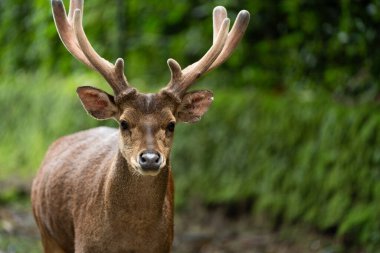 Büyümüş boynuzları olan görkemli bir erkek geyik bir orman parkında dik dik bakıyor..