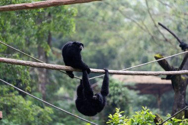 Yeşil bir orman ortamında oynayan ve sallanan bir çift siyah şablon..