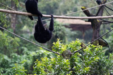 Yeşil bir orman ortamında oynayan ve sallanan bir çift siyah şablon..