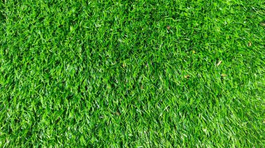 Uçsuz bucaksız, yeşil çimlerle kaplı bir arazi. Çimler o kadar kısa ki neredeyse bir halı gibi görünüyor. Alan o kadar yeşil ve yemyeşil ki tazelik ve canlılık hissi veriyor.