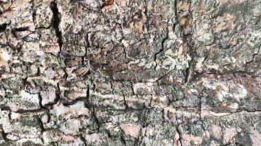 Üzerinde mavi leke olan bir taş ya da ahşap duvar kağıdı. Ahşap eski ve pürüzlü bir dokusu var. Mavi leke ormanın ortasında ve etrafı toprakla çevrili.