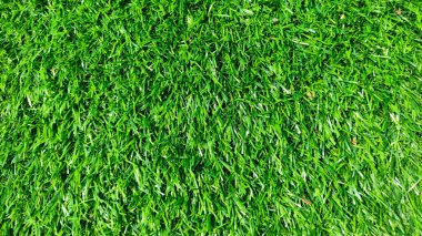 Uçsuz bucaksız, yeşil çimlerle kaplı bir arazi. Çimler o kadar kısa ki neredeyse bir halı gibi görünüyor. Alan o kadar yeşil ve yemyeşil ki tazelik ve canlılık hissi veriyor.