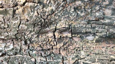 Üzerinde mavi leke olan bir taş ya da ahşap duvar kağıdı. Ahşap eski ve pürüzlü bir dokusu var. Mavi leke ormanın ortasında ve etrafı toprakla çevrili.