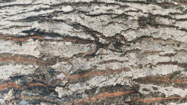 Arka plan duvar kağıdı için bir ağacın kabuğunun kahverengi ve beyaz çizgileri olan kaba bir dokusu vardır. Kabuğu pürüzlü ve bir sürü çıkıntısı var.