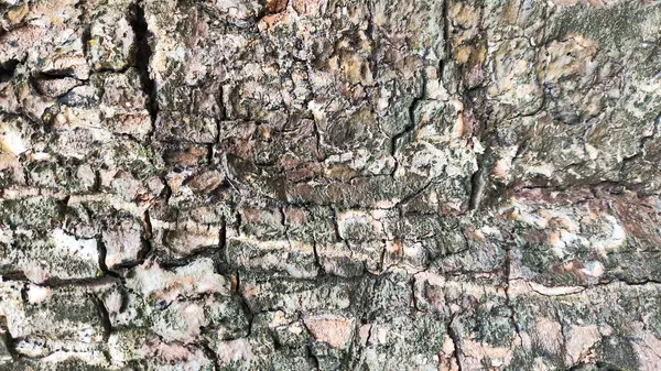 Üzerinde mavi leke olan bir taş ya da ahşap duvar kağıdı. Ahşap eski ve pürüzlü bir dokusu var. Mavi leke ormanın ortasında ve etrafı toprakla çevrili.