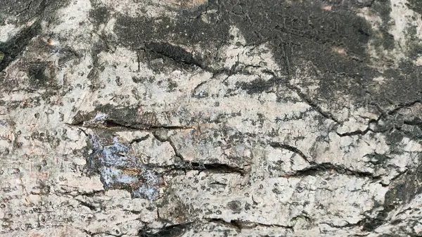 Üzerinde mavi leke olan bir taş ya da ahşap duvar kağıdı. Ahşap eski ve pürüzlü bir dokusu var. Mavi leke ormanın ortasında ve etrafı toprakla çevrili.