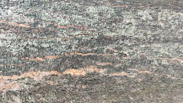 Üzerinde mavi leke olan bir taş ya da ahşap duvar kağıdı. Ahşap eski ve pürüzlü bir dokusu var. Mavi leke ormanın ortasında ve etrafı toprakla çevrili.