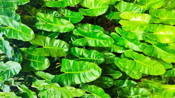 Yaprakları yeşil ve yapraklı yemyeşil bir bitki. Bitki dolu ve sağlıklı. Arkaplan duvar kağıdı.