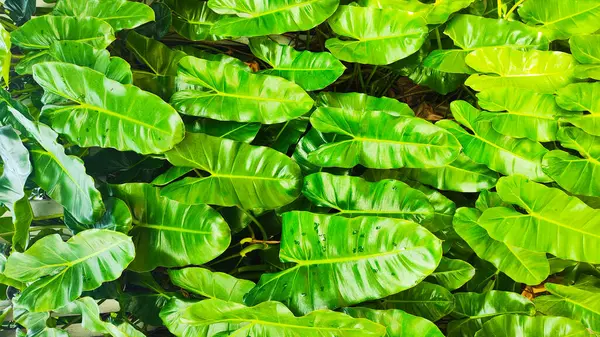 Yaprakları yeşil ve yapraklı yemyeşil bir bitki. Bitki dolu ve sağlıklı. Arkaplan duvar kağıdı.