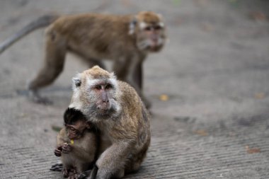 Bir anne maymun bebek maymununu tutuyor. Bebek maymun sarı bir etiket takıyor.