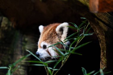 Kızıl bir panda ormanda bambu yiyor. Panda kameraya bakıyor.
