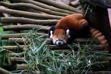 Kızıl bir panda bambu yığınının üzerinde uyuyor. Kızıl panda kıvrılmış ve çok rahat.