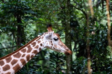 Yeşil ağaçlı bir ormanda bir zürafa duruyor. Zürafa uzun boyunlu, kahverengi ve beyazdır.