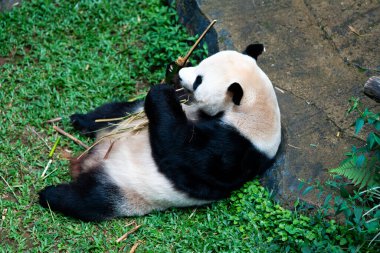 Bir panda hayvanat bahçesinde ot yiyor. Ayı yerde yatıyor ve ağzında bambu çubuğu var.