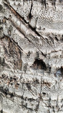 Üzerinde bir sürü çizik ve iz olan bir ağaç gövdesi. Ağaç kabuğu kahverengi ve gövdesi gri. doku ahşap arkaplan duvar kağıdı