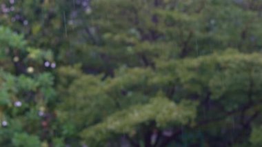 Tropikal bir ortamda yoğun yeşil ağaçların üzerine düşen yağmur manzarası. Yağmurun ve doğal yeşilliğin yarattığı karamsar ve sakin ortam..