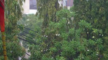 Tropikal bir ortamda yoğun yeşil ağaçların üzerine düşen yağmur manzarası. Yağmurun ve doğal yeşilliğin yarattığı karamsar ve sakin ortam..